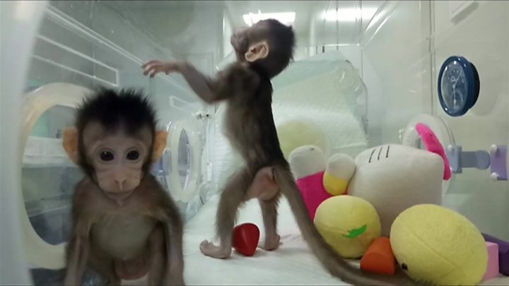 Gene Edited Monkeys 1