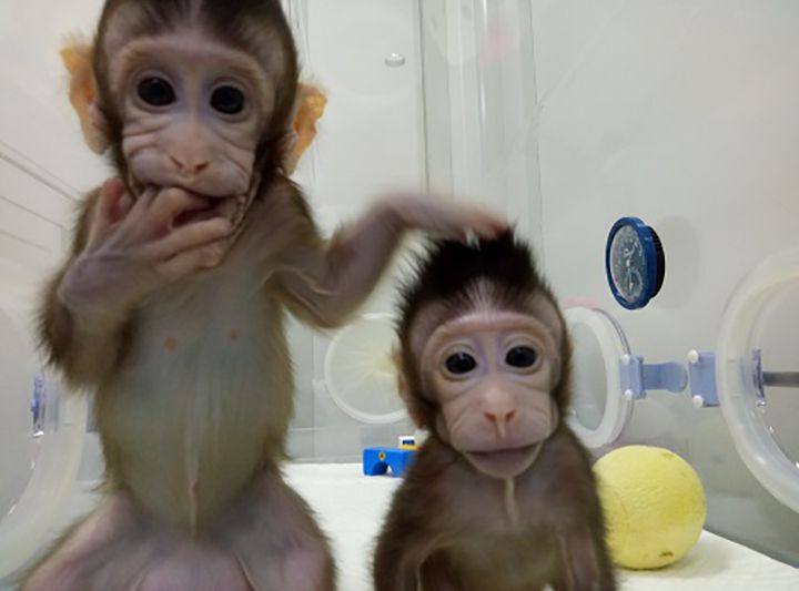 Gene Edited Monkeys 2