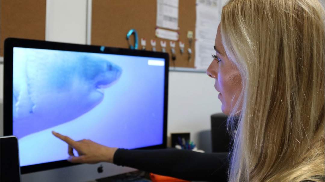 นักวิจัยกำลังถอดรหัสพลังฟื้นฟูร่างกายจากพันธุกรรมฉลาม 2 Great White Shark 1