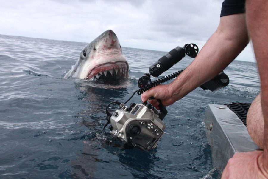 นักวิจัยกำลังถอดรหัสพลังฟื้นฟูร่างกายจากพันธุกรรมฉลาม 3 Great White Shark 2