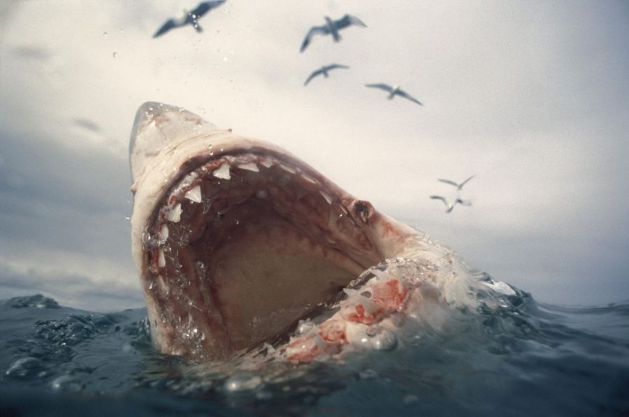 Great White Shark