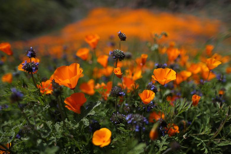 Super Bloom California 05