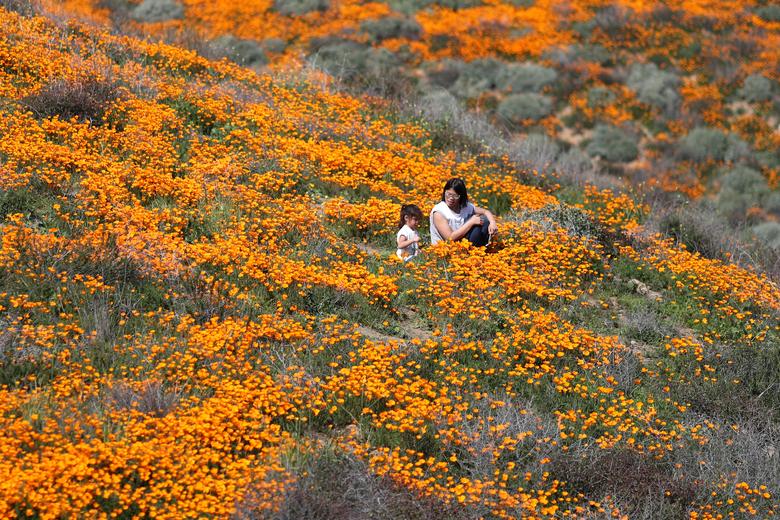Super Bloom California 12