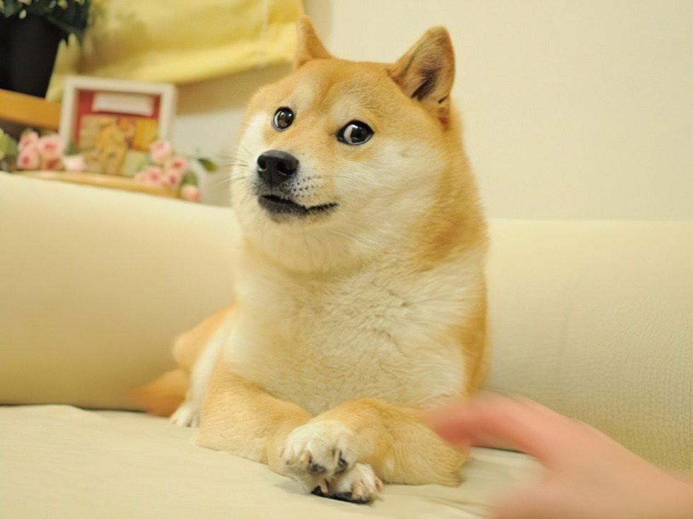 เจ้าของมีมดัง "Doge" ประกาศนำมีมนี้ในรูปแบบ NFT ขึ้นประมูลเพื่อการกุศล 1 doge