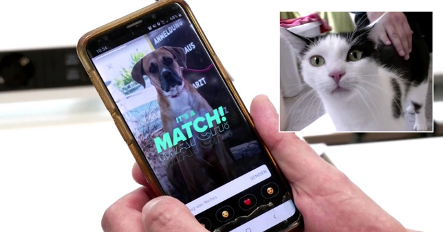 สถานสงเคราะห์สัตว์ใช้ Tinder ในการหาบ้านให้กับสัตว์จรจัด