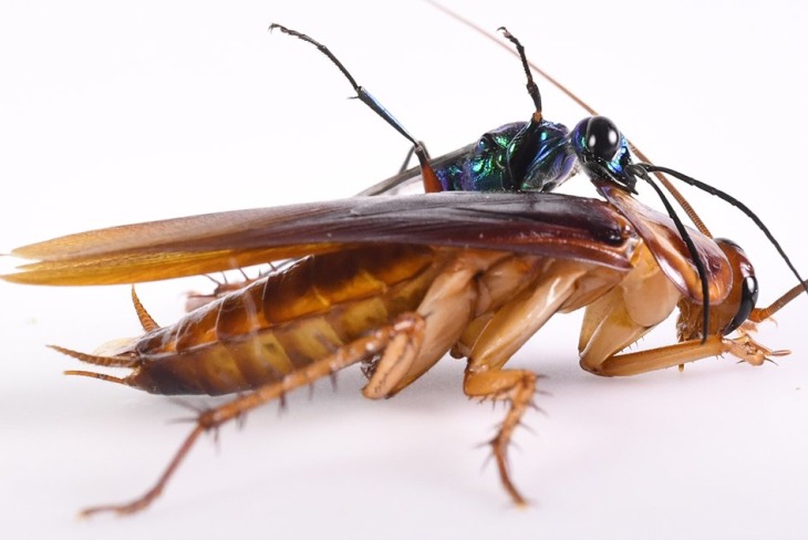 จริงตนาการ ซอมบี้ในสวนหลังบ้าน: ผีดิบที่คุณอาจไม่ทันสังเกต 5 Emerald Wasp
