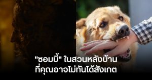 จริงตนาการ ซอมบี้ในสวนหลังบ้าน: ผีดิบที่คุณอาจไม่ทันสังเกต