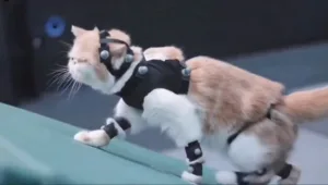 Game Science โชว์เบื้องหลังการทำ Black Myth: Wukong ได้นักศิลปะการต่อสู้ และแมวน่ารักมาแสดง Motion Capture ในเกม
